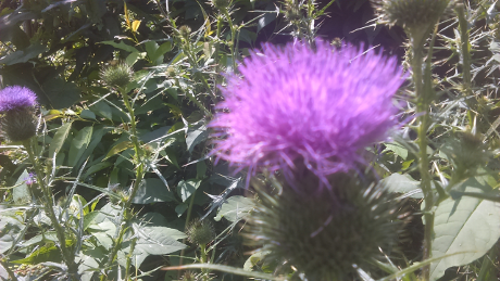 milk-thistle-sm.png