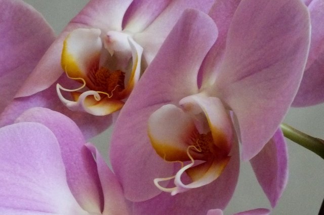 1125-Orchids.jpg