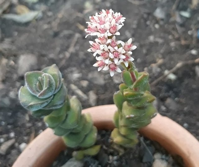 crassula pink.jpg