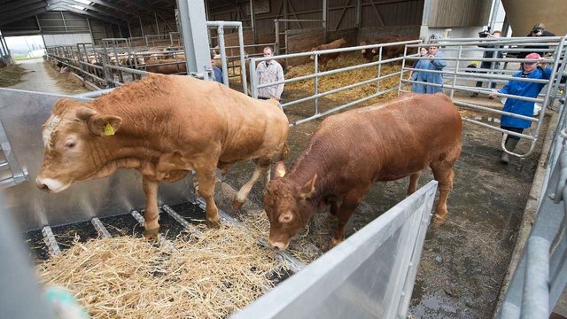 Tiertransporte_by_STS-Schweizer-Tierschutz_CC_BY_2-0_8043131790_356e791412_o-BS-TB-Web.jpg