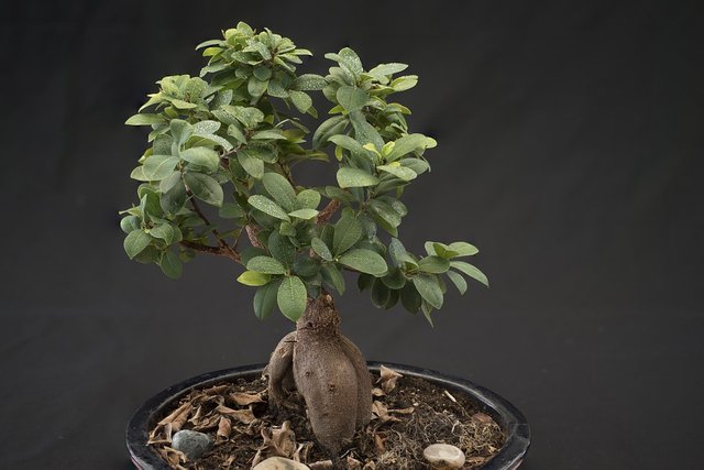 bonsai-2484918_960_720.jpg