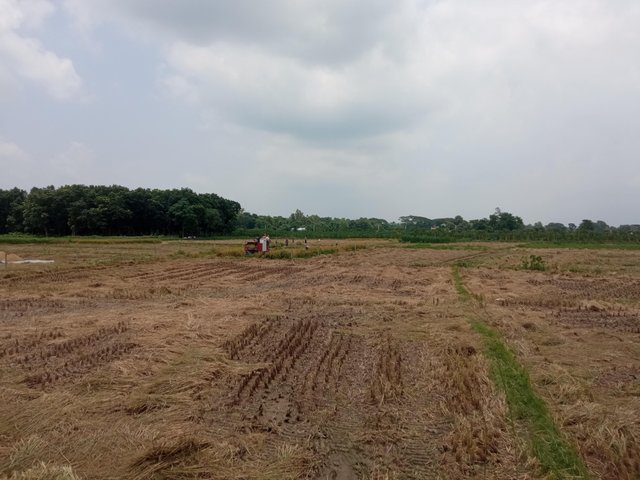 ধান (2).jpg