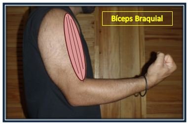 biceps braquial2.JPG