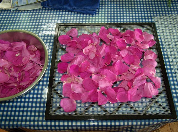 Rugosa rose petals - dehydrating crop June 2019.jpg