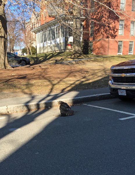 Smith College - hawk2 crop January 2020.jpg