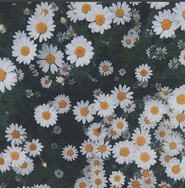 600 Gambar Bunga  Aster  Putih  Terbaru Infobaru