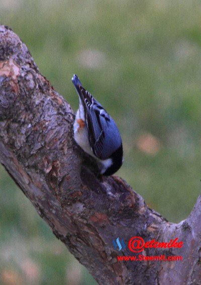 White-breasted Nuthatch PFW037.jpg