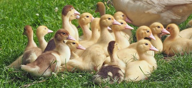 goslings-1566724__480.jpg