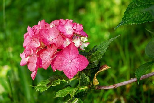 hydrangea-3469435__340.jpg