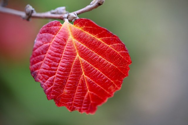 red-leaf-8319391_1280.jpg