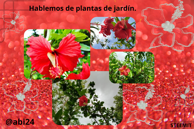 Hablemos de plantas de jardín.@ABI24.png