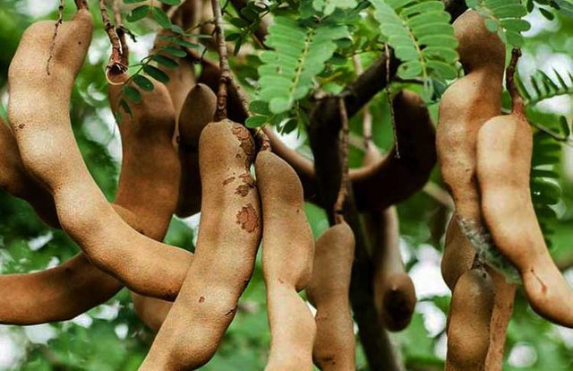 tamarind-nutritious-and-benefits.jpg