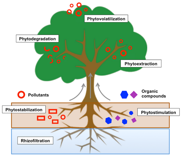 Phytoremediation_Process.png