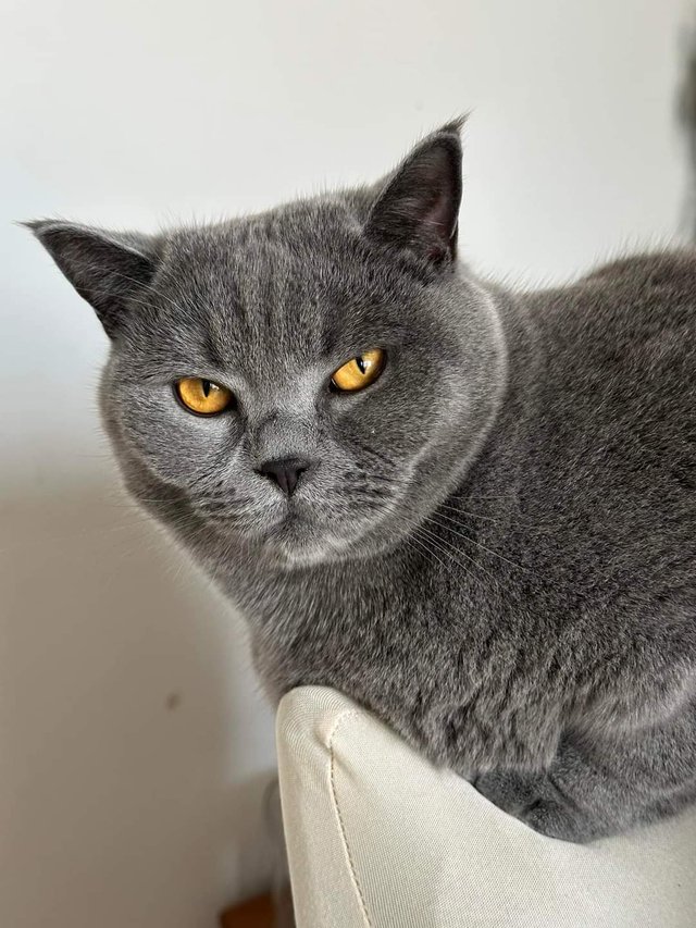 cat (5).jpg