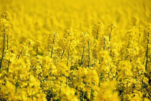 oilseed-rape-5098369_1280.jpg