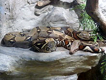 220px-Boa_constrictor%2C_Va%C5%88kovka%2C_Brno_%282%29.jpg