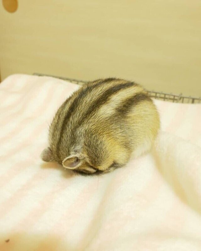 다람쥐숙면자세2.jpg