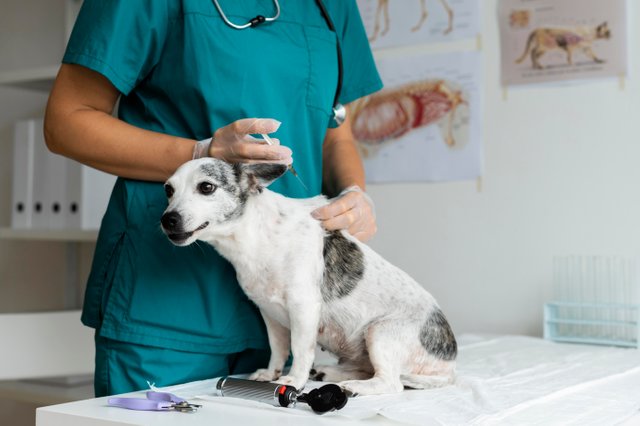 close-up-veterinarian-taking-care-dog.jpg