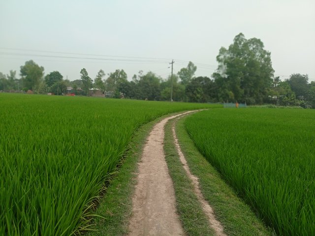 IMG_20250402_104926.jpg