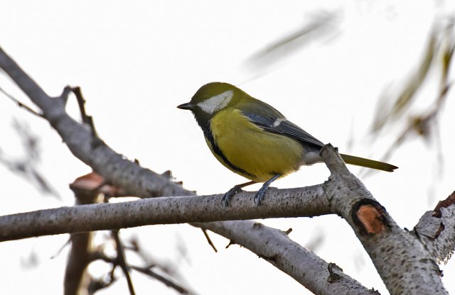 Great tit bushes 3.jpg