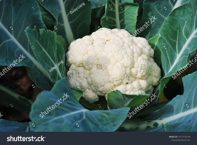 stock-photo-cauliflower-growing-in-the-field-1011574138.jpg
