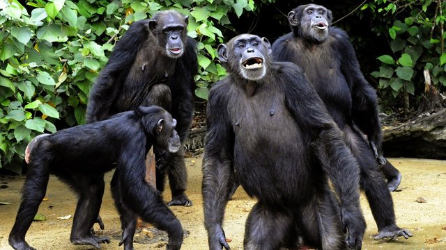 gruppo-di-scimpanzè.jpg