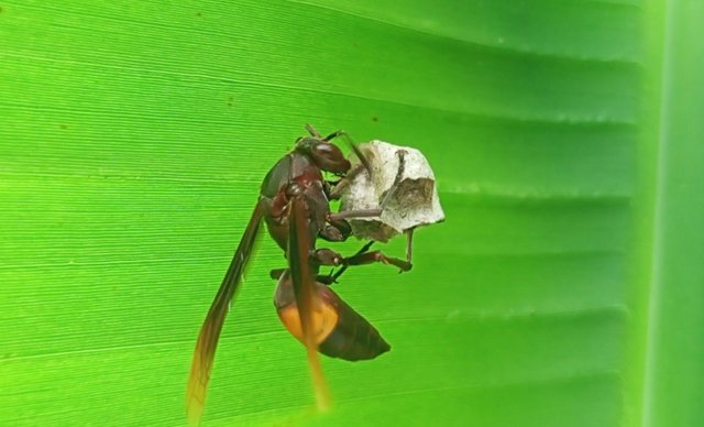 IMG_20250424_214952.jpg