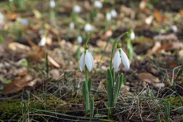 Snowdrops 1 s.jpg