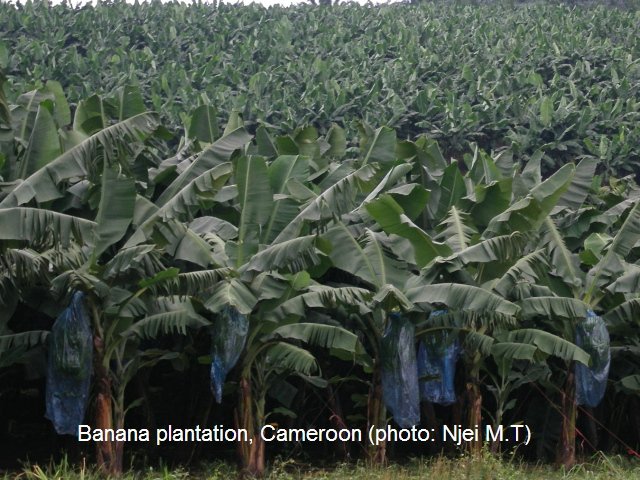 bananas cultivation