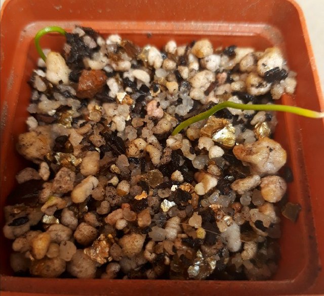 Eriospermum_sprouts.jpg