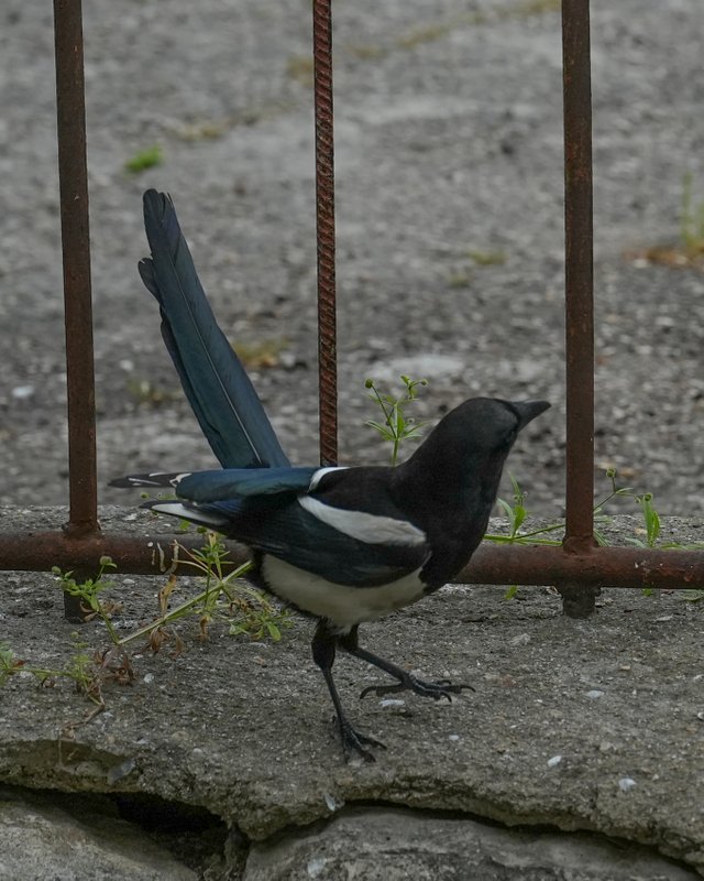 DSC05291.jpg