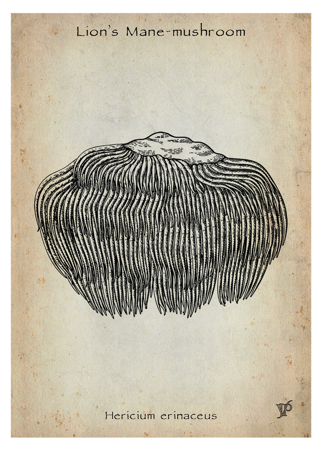 Lion's mane-mushroom_v2.png