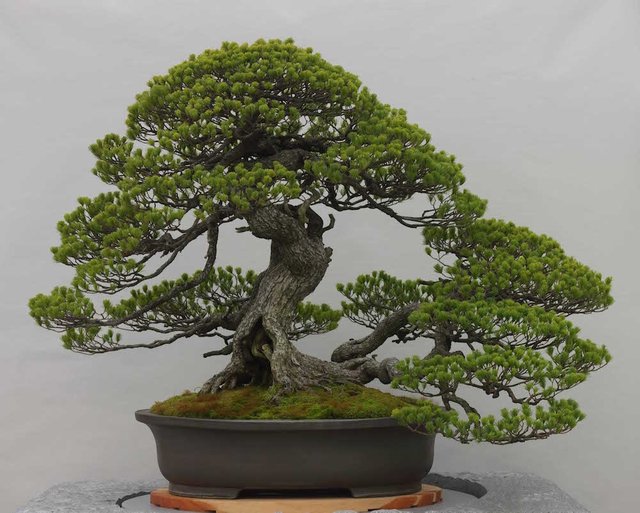 bonsai2.jpg