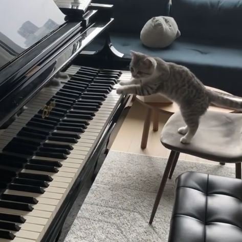 catpiano.JPG