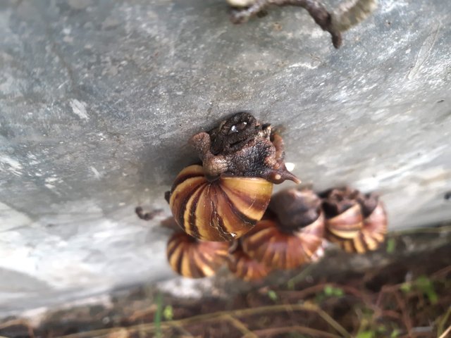 siput.jpg