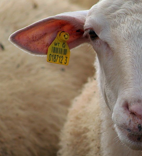 544px-Sheep's_face,_Malta.jpg