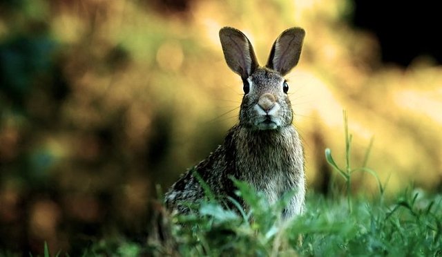 rabbit (1).jpg