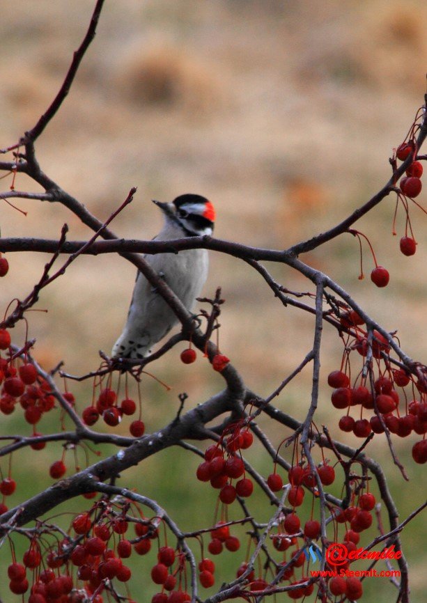 Downy Woodpecker IMG_0012.JPG