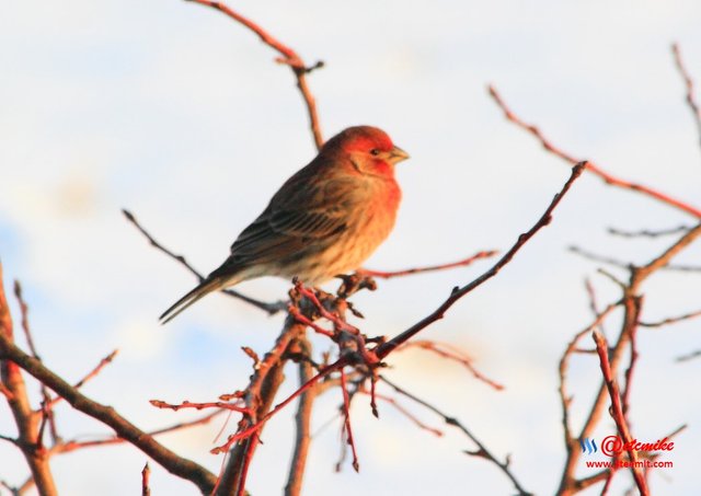 House Finch PFW10_0554.JPG