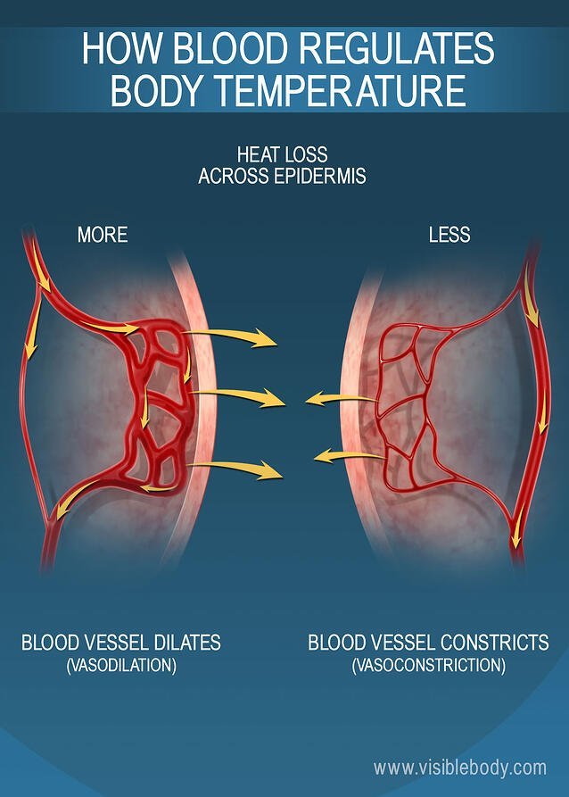 5B-How-Blood-Regulates-Body-Temperature.jpg