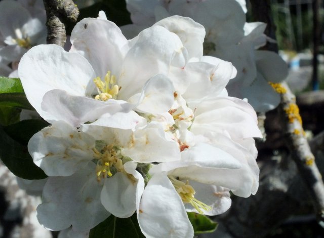 x893-Apples2.JPG