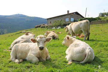 vacas blancas.jpg