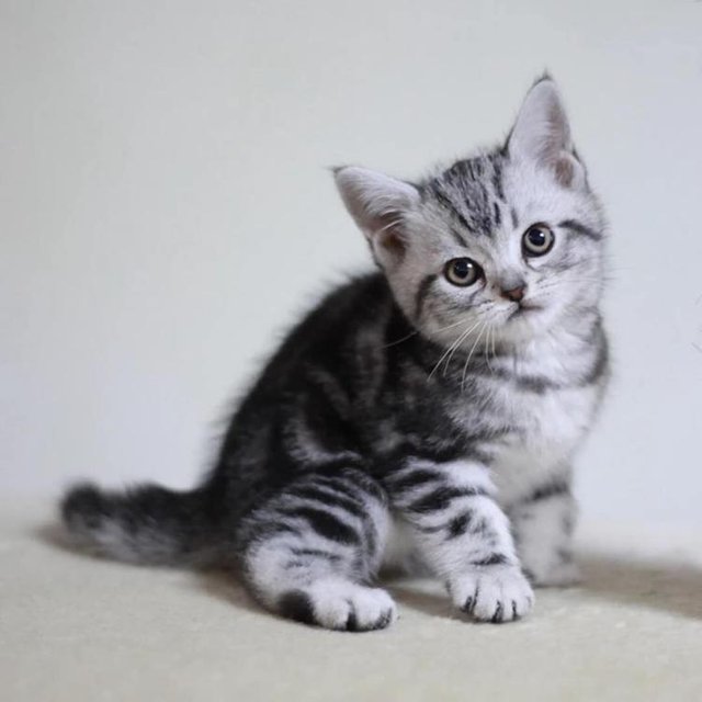 src=http___gaitaobao1_alicdn_com_tfscom_i4_691307320_TB1_afFa3HqK1RjSZFPXXcwapXa_!!0-item_pic_jpg&refer=http___gaitaobao1_alicdn.jpg