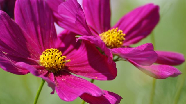 two_cosmos_flowers-Photography_HD_wallpaper_1366x768.jpg