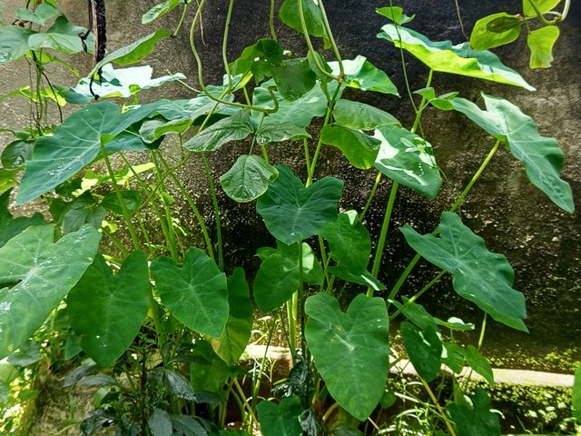kochu (4).jpg