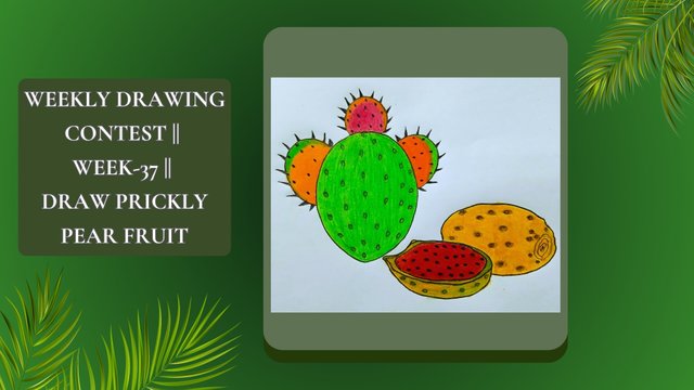 Weekly Drawing Contest  Week-37  Draw Prickly pear Fruit.jpg