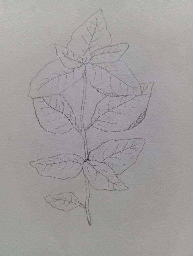 1000081237.jpg