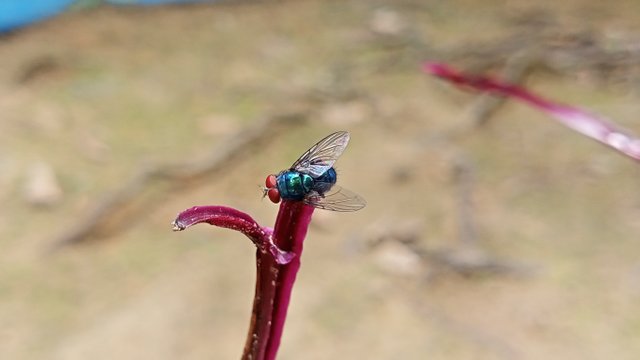 IMG_20250419_123200.jpg