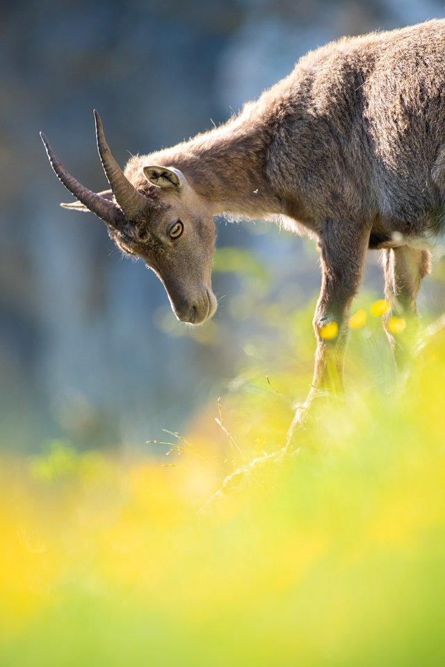 alpine-ibex-4315367_1280.jpg