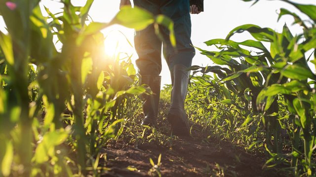 Getty_farmer_in_cornfields_1800x1012_MikhailovStudio.jpeg